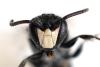 Hylaeus sp.